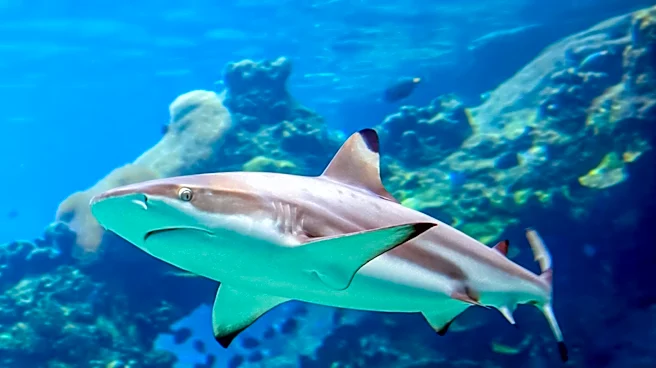 Biscayne Bay Designated Essential Habitat for Sharks and Rays Amid Environmental Concerns