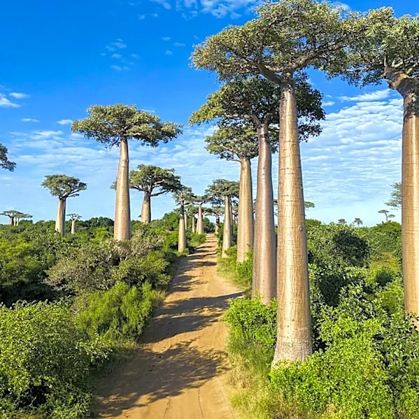 Madagascar Targets 600,000 Visitors by 2030 Through Sustainable Ecotourism Initiatives