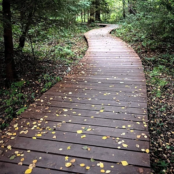 Joyce Kilmer Memorial Forest Offers Uncrowded Hiking Alternative to Great Smoky Mountains National Park