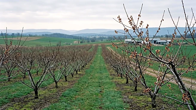 Pennsylvania Fruit Growers Face Significant Losses Following Spring Freezes