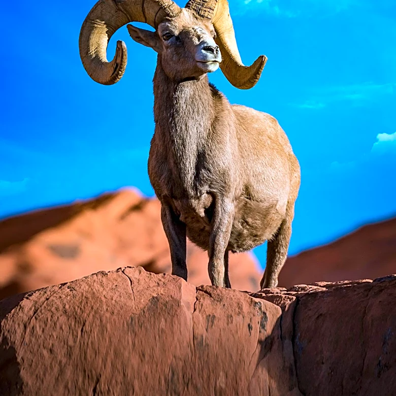 Wildlife Researchers Initiate Bighorn Sheep Survey for Joshua Tree National Park Crossings