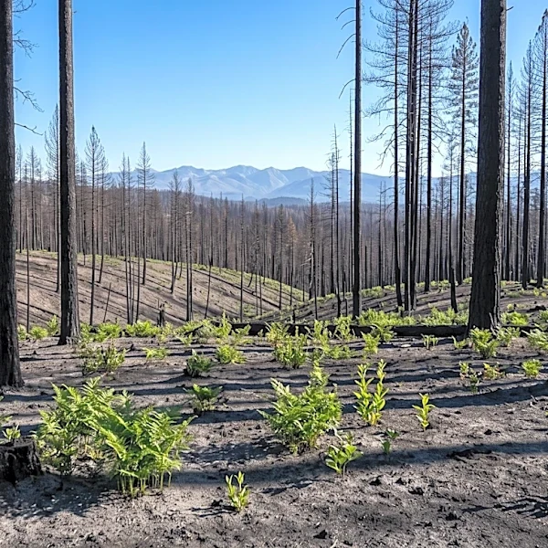 Coalition Urges Congress to Recognize Wildfires as National Security Challenge