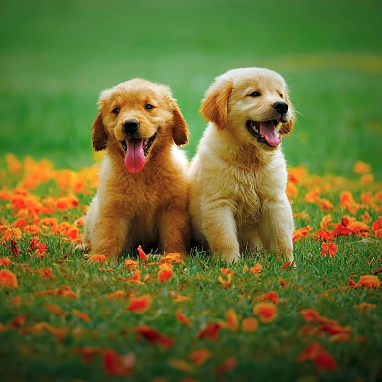 Lake County Animal Shelter Offers 50% Discount on Dog Adoptions for National Adopt a Dog Month
