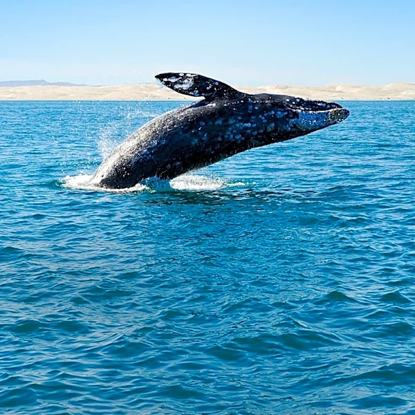 El Niño Conditions Lead to Unusual Marine Discoveries and Wildlife Sightings on California Shores