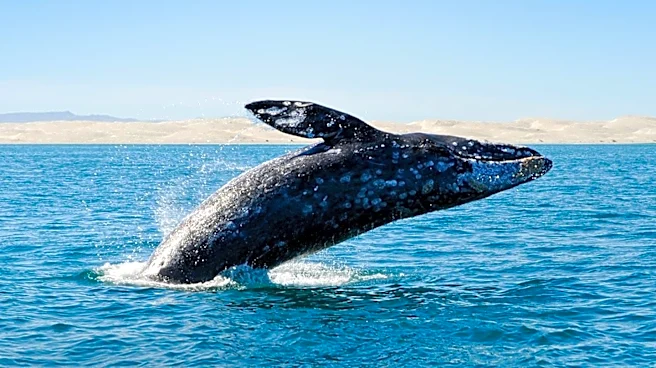 El Niño Conditions Lead to Unusual Marine Discoveries and Wildlife Sightings on California Shores