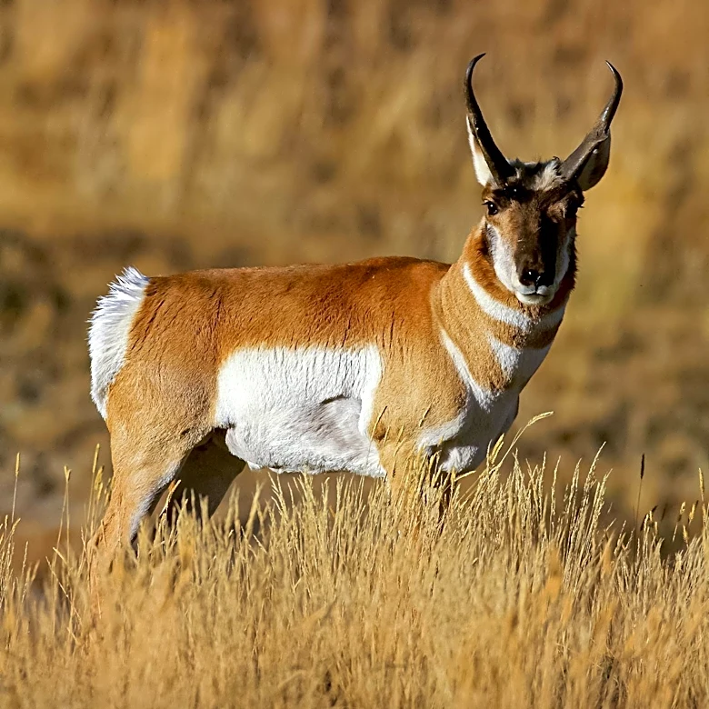 Malnutrition Suspected in Wyoming Pronghorn Deaths Amidst Record Heat and Drought