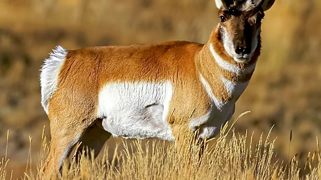 Malnutrition Suspected in Wyoming Pronghorn Deaths Amidst Record Heat and Drought