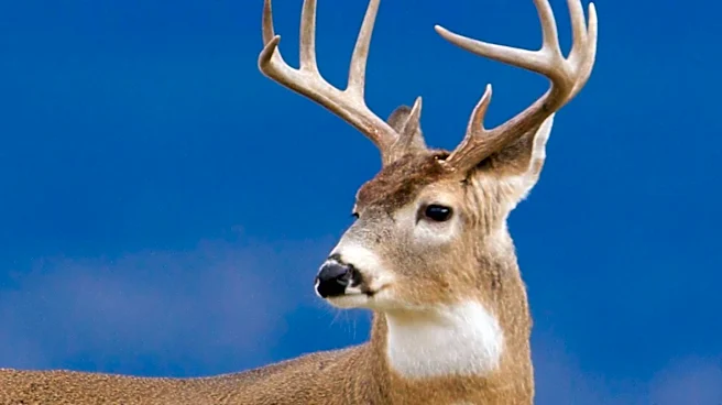 Secretary Burgum Establishes Advisory Council for Hunting and Conservation Policies