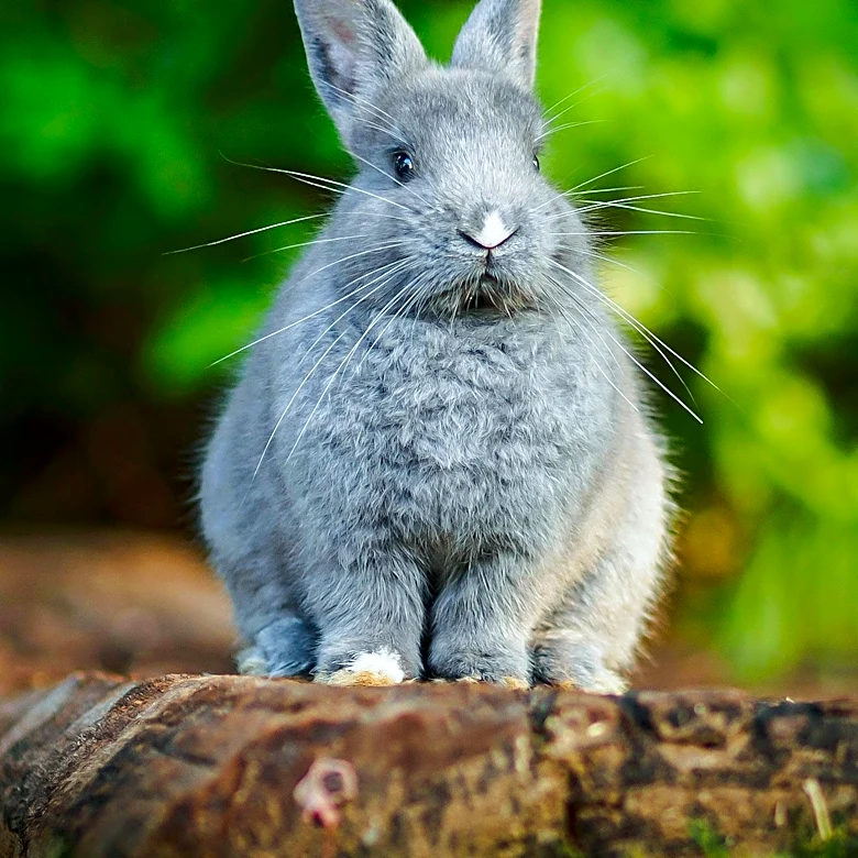 Conservation Northwest and WDFW Collaborate to Boost Washington's Pygmy Rabbit Population