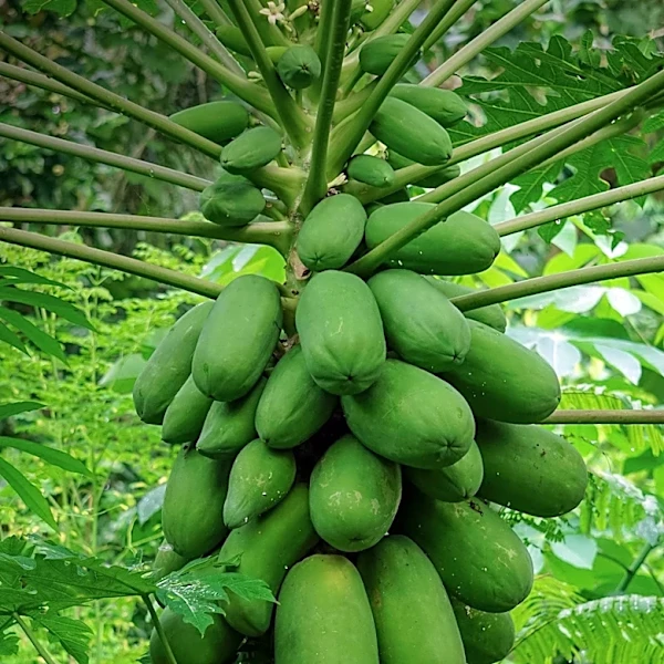 Late Frost Causes Regional Pawpaw Shortage, Impacting Farmers and Local Businesses