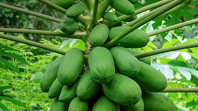 Late Frost Causes Regional Pawpaw Shortage, Impacting Farmers and Local Businesses