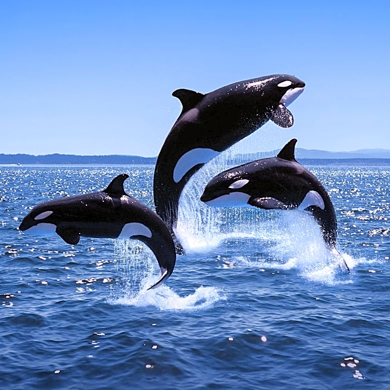 Tropical Orcas Make Rare Appearance Off Orange County Coast