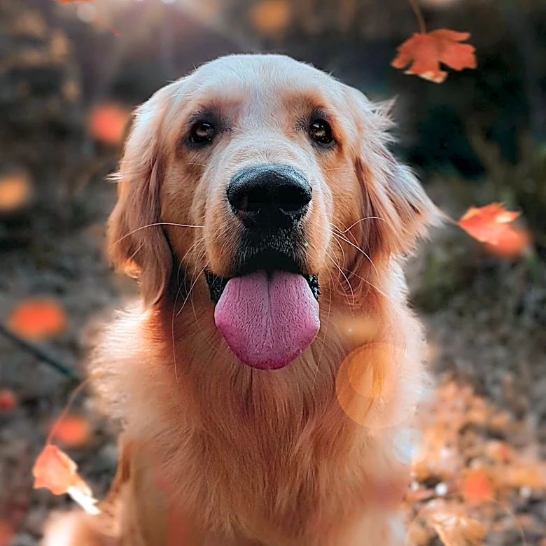 Lake County Animal Shelter Offers 50% Off Dog Adoptions for October