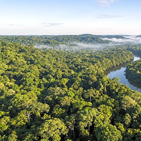 Brazil's Environment Minister Expresses Optimism for New Rainforest Fund to Reach $10 Billion Milestone