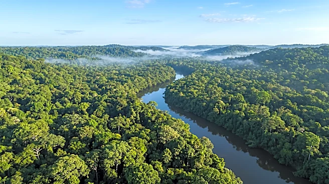 Brazil's Environment Minister Expresses Optimism for New Rainforest Fund to Reach $10 Billion Milestone