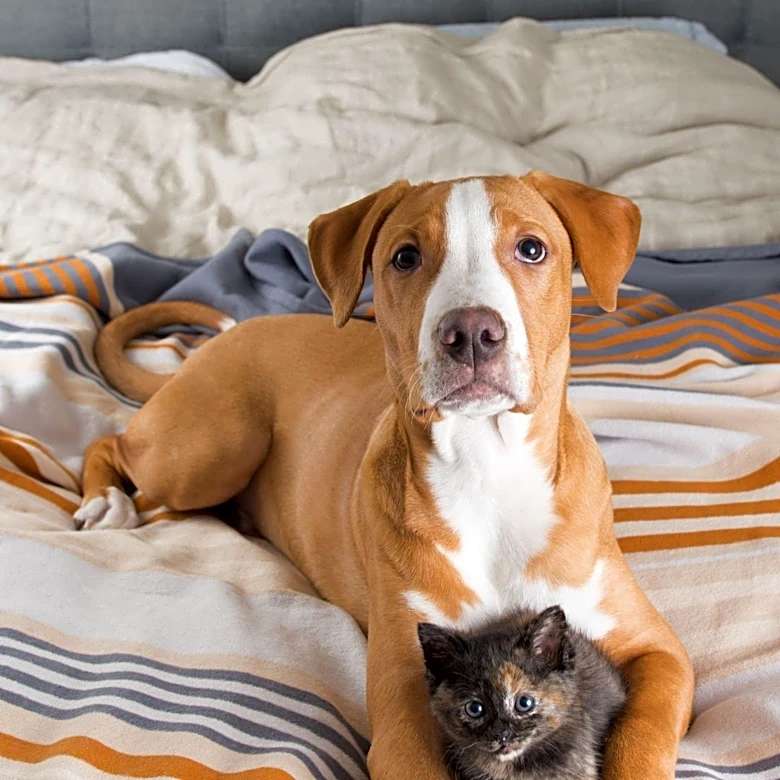 Chautauqua County Humane Society Temporarily Halts Dog and Cat Intake Amid Overcrowding and Illness Outbreaks