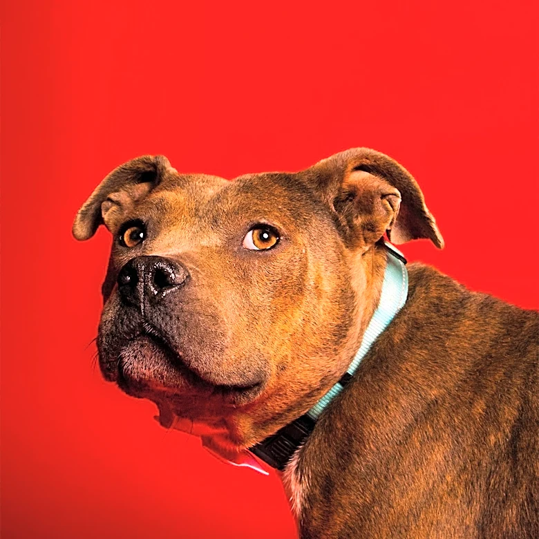 Sangamon County Animal Control Adoption Center Seeks Community Assistance Amid Full Shelters