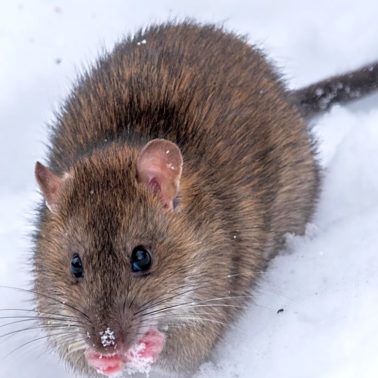 Blair, Wisconsin Home Declared Public Health Threat Due to Severe Rat Infestation