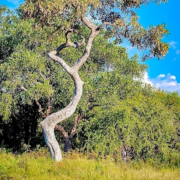 New Research Guides Communication Strategies for Woody Encroachment Management in Texas Rangelands