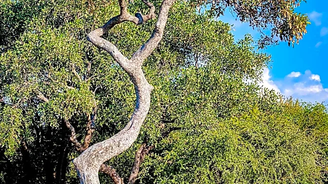 New Research Guides Communication Strategies for Woody Encroachment Management in Texas Rangelands