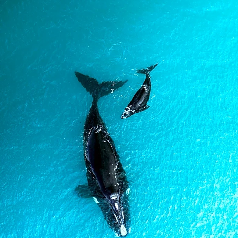 U.S. House Delays Federal Protections for North Atlantic Right Whales Until 2035