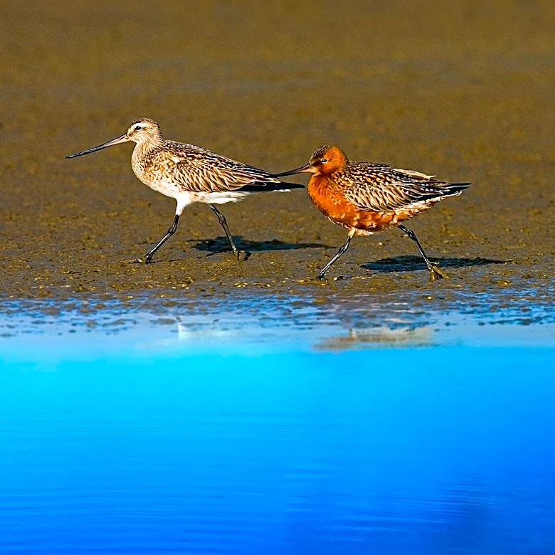 Stockton University Interns Aid Wetlands Institute in Marsh-Nesting Shorebird Study