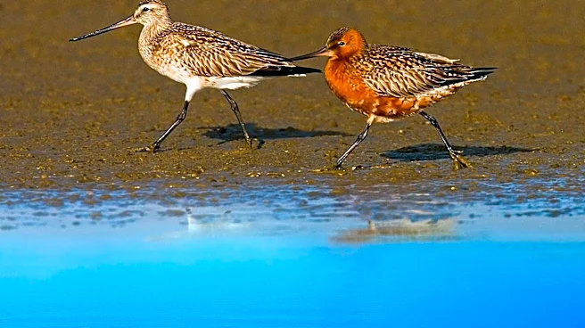 Stockton University Interns Aid Wetlands Institute in Marsh-Nesting Shorebird Study