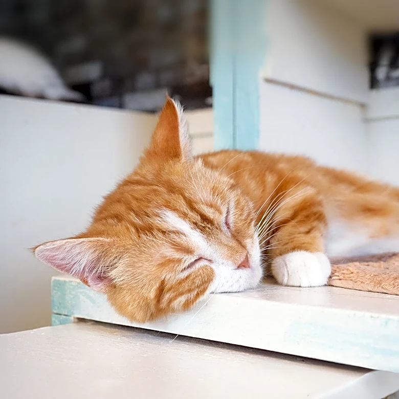 Japan Initiates First Nationwide Survey of Animal Cafes Amid Welfare and Health Concerns