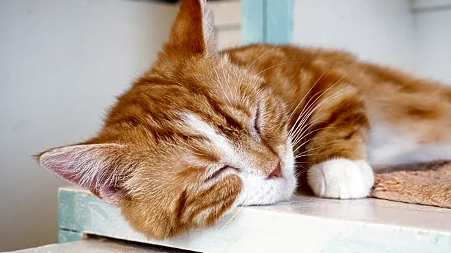Japan Initiates First Nationwide Survey of Animal Cafes Amid Welfare and Health Concerns