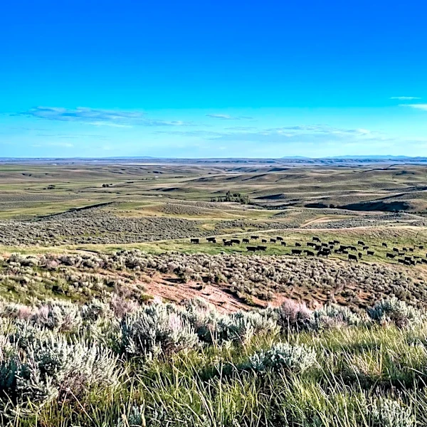 University of Wyoming Researchers Identify Soil Carbon Sequestration as Key Research Gap in Livestock Methane Emissions Studies