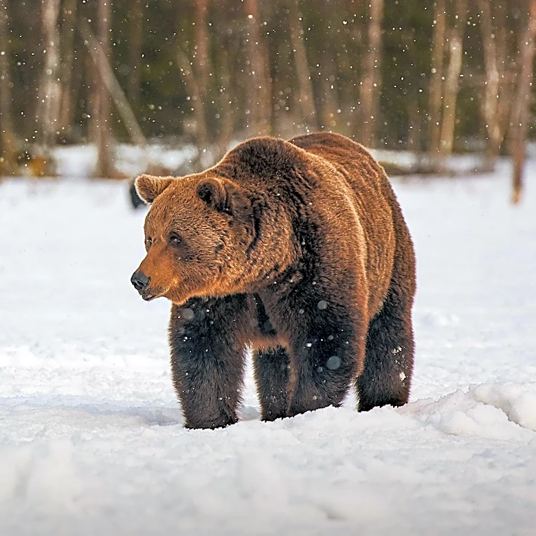 Colorado Beekeeper Reports Bear Attack on Hives Amid Challenging Conditions