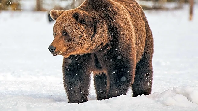 Colorado Beekeeper Reports Bear Attack on Hives Amid Challenging Conditions