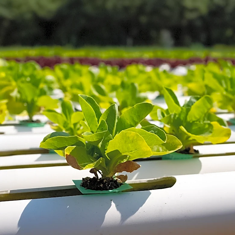 Baltimore Nonprofit Transforms Vacant Lots into Urban Farms, Addressing Food Access