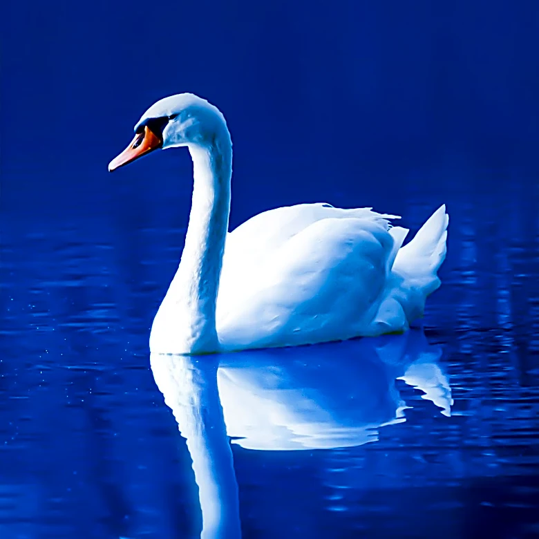 Concept of 'Black Swan' Events Defined by Unpredictability and High Impact