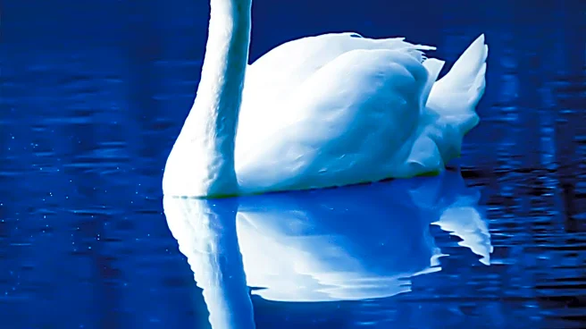 Concept of 'Black Swan' Events Defined by Unpredictability and High Impact