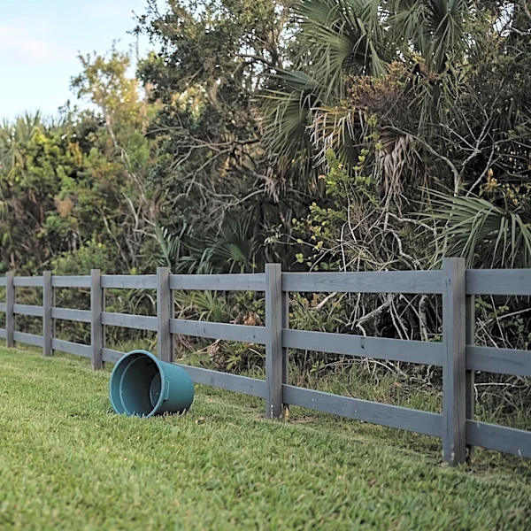 Florida Department of Health Issues Rabies Alert in Martin County After Raccoon Tests Positive