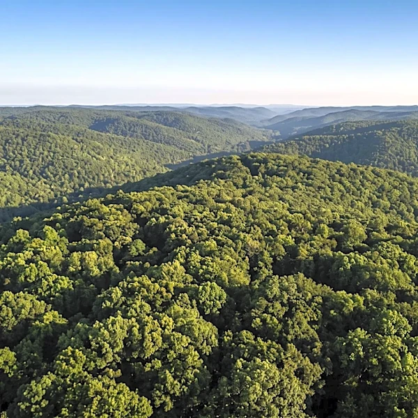 U.S. Forest Service International Program Faces Significant Funding Reduction in FY2027 Request