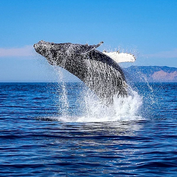 Report Warns of Profound Ocean Changes Due to Climate Emergency, Urges Political Action