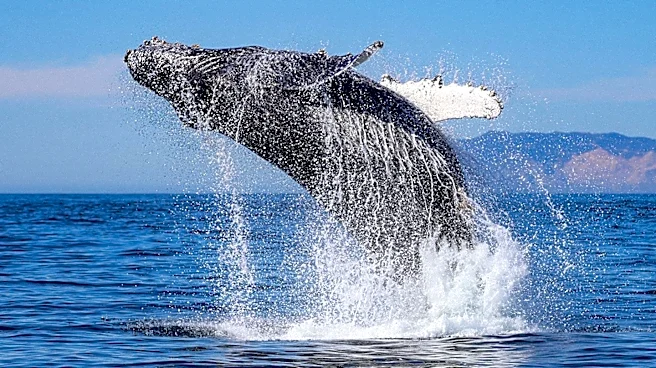 Report Warns of Profound Ocean Changes Due to Climate Emergency, Urges Political Action