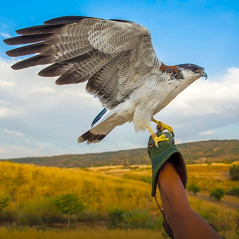 Iowa Raptor Project Offers Free Educational Family Adventure