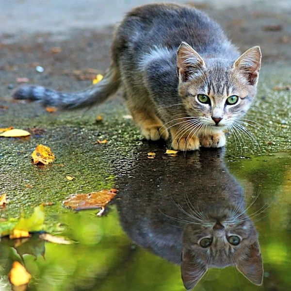 New Jersey State Police Rescue Kitten from Interstate 80 in Paterson