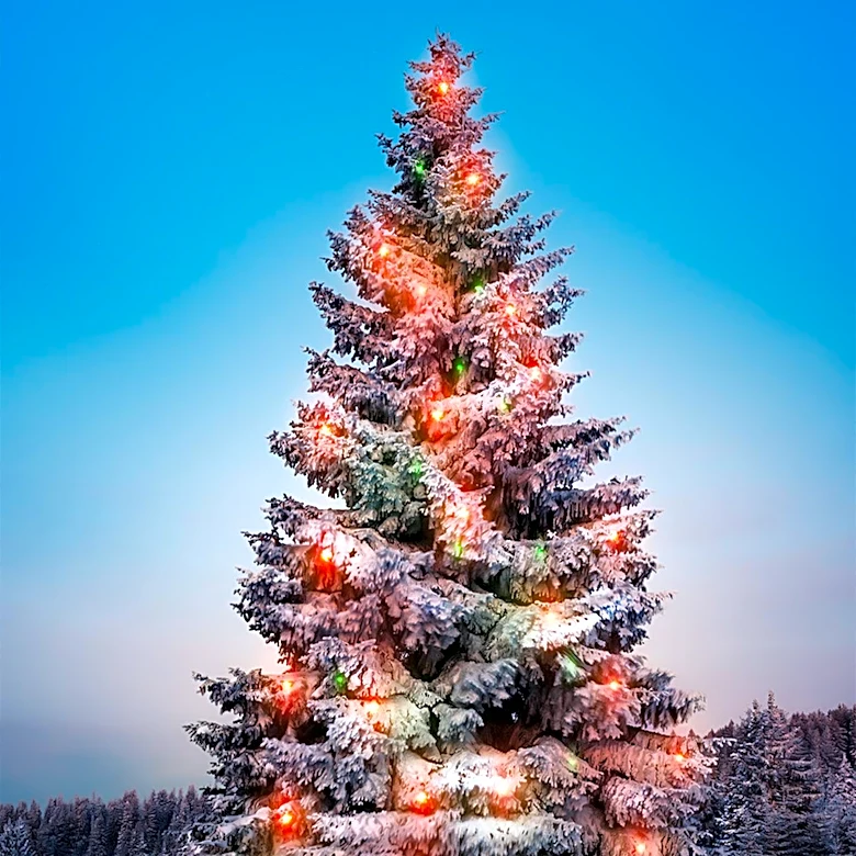 Kaibab National Forest Offers Online Christmas Tree Permits to Promote Forest Health