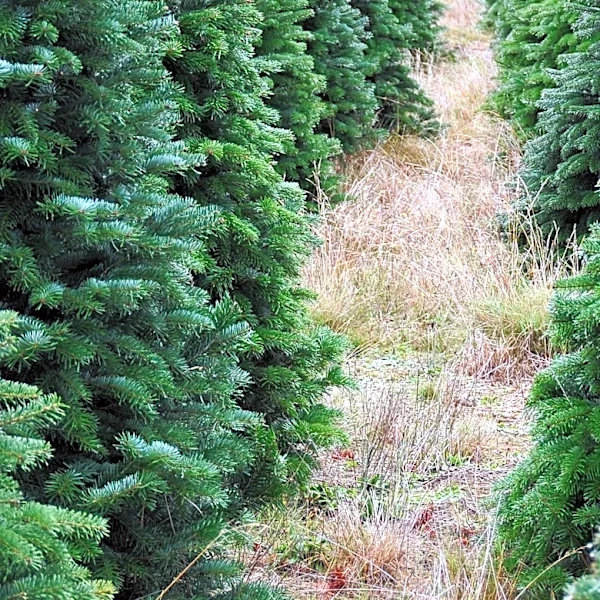 Bureau of Land Management Ely District Offers Online Christmas Tree-Cutting Permits