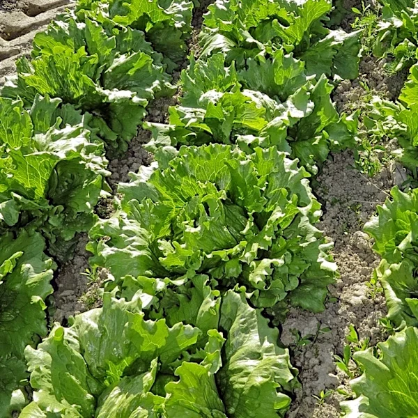 Organic Certification Requires Specific Standards and Approved Substances, Differentiating it from 'Naturally Grown' Practices