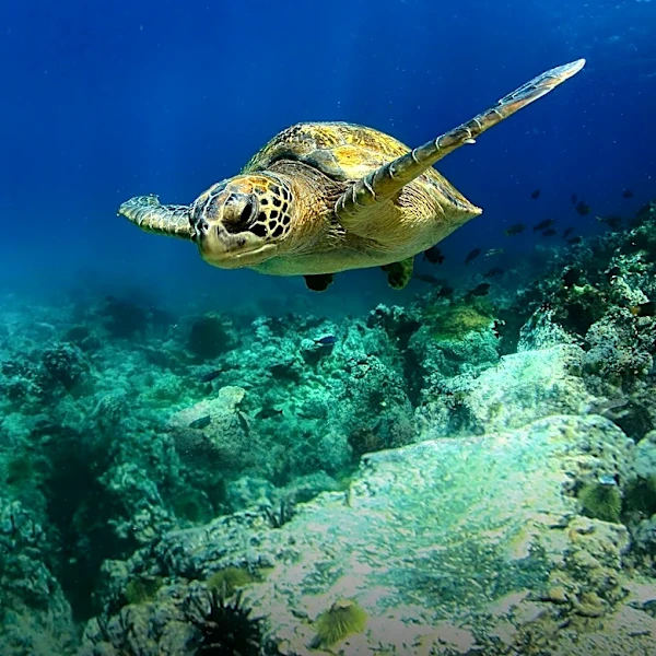 Hawaii Department of Transportation Launches Hybrid Reef Project to Protect Coastal Highways