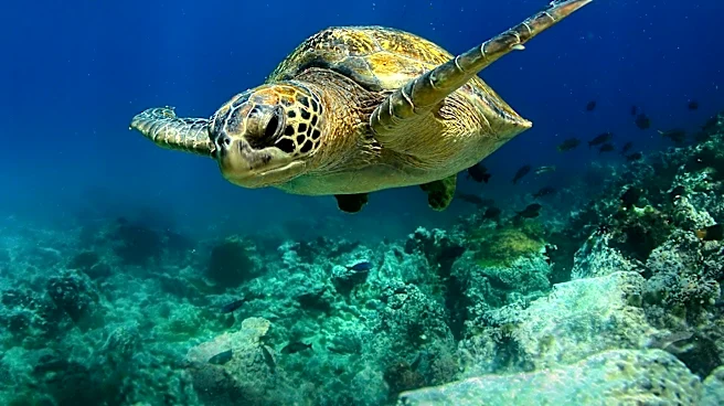 Hawaii Department of Transportation Launches Hybrid Reef Project to Protect Coastal Highways