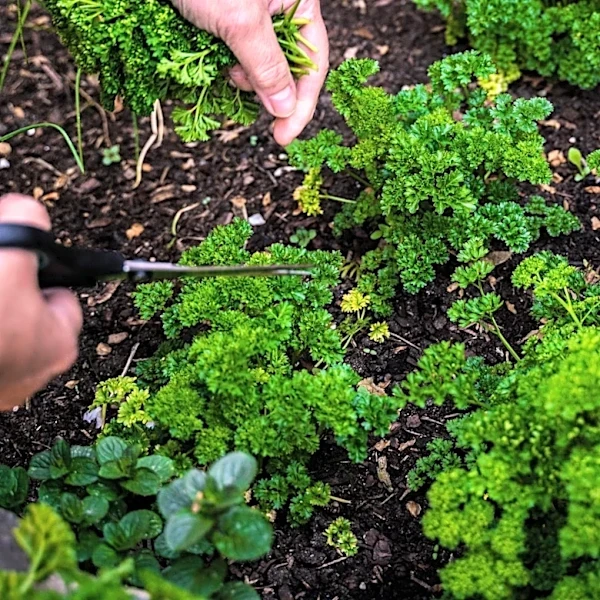 Wil Lou Gray Opportunity School Garden Provides Hands-On Education in South Carolina
