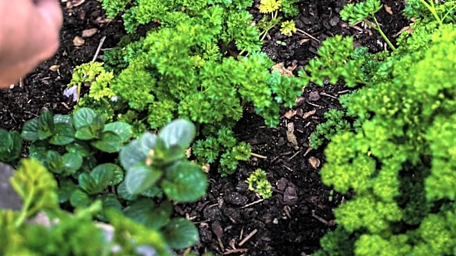 Wil Lou Gray Opportunity School Garden Provides Hands-On Education in South Carolina