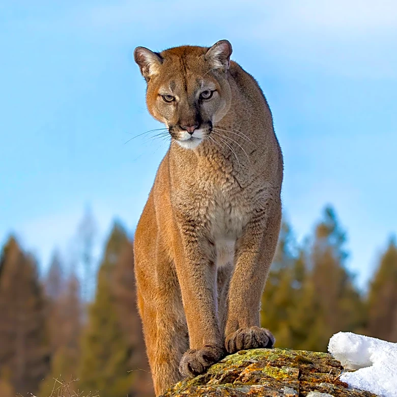 Cougar Suspected in Over 30 Livestock Killings on Vancouver Island, Farmers Call for Increased Action