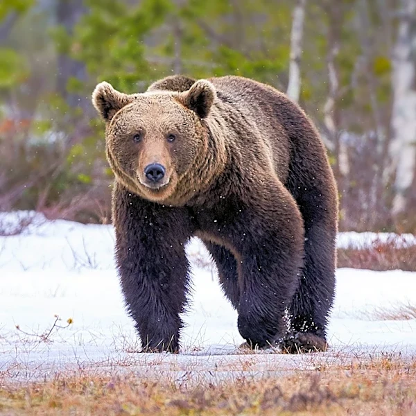 Montana Landowner Kills Grizzly Bear in Close Encounter, FWP Emphasizes Bear Safety
